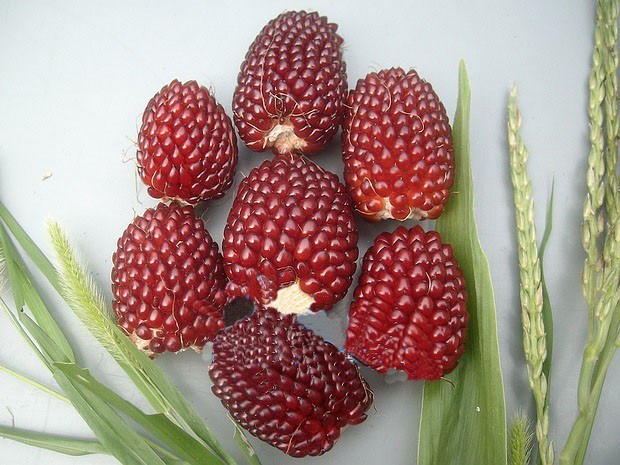 Giống[-]ngô[-]có[-]hình[-]dáng[-]giống[-]hệt[-]trái[-]dâu[-]tây